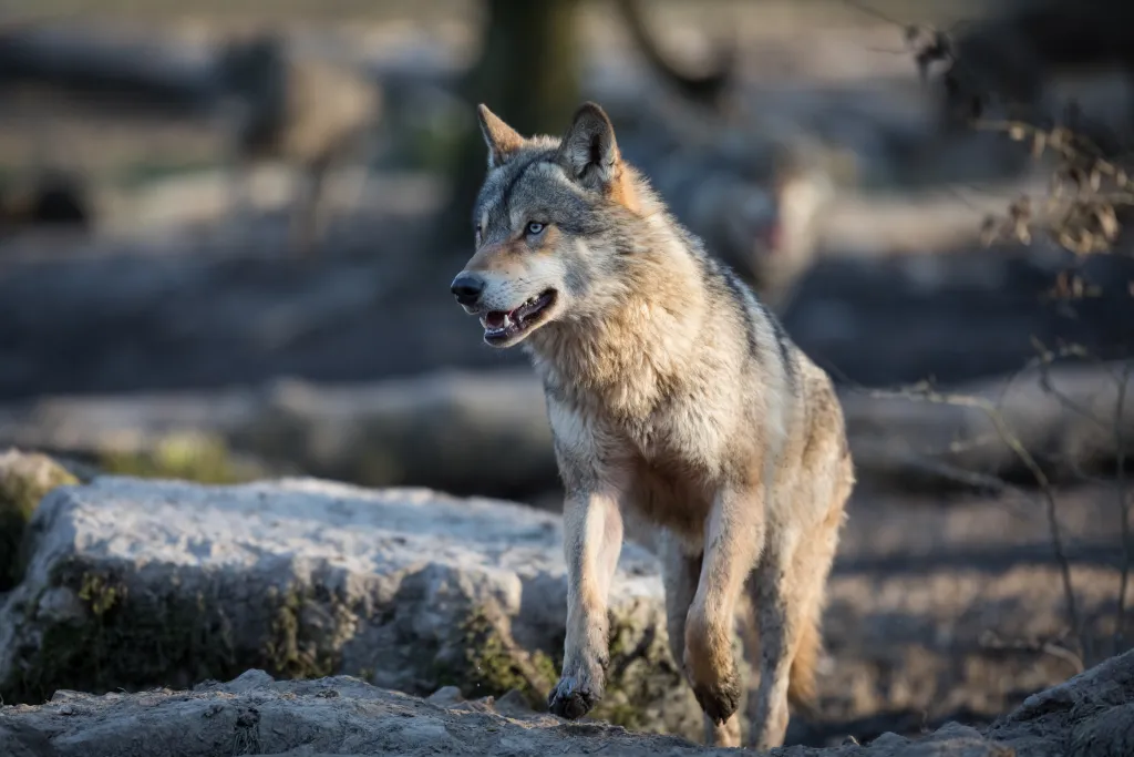 Loup - Parc du Mercantour